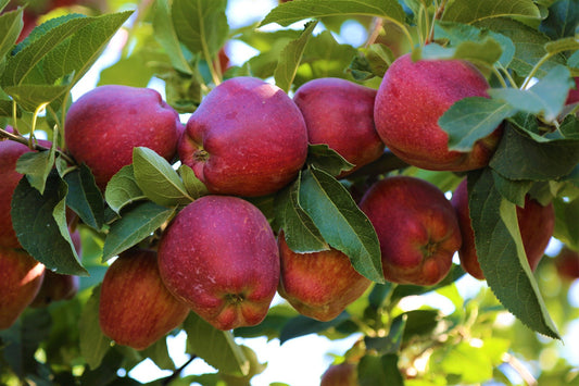 Organic Evita Apples