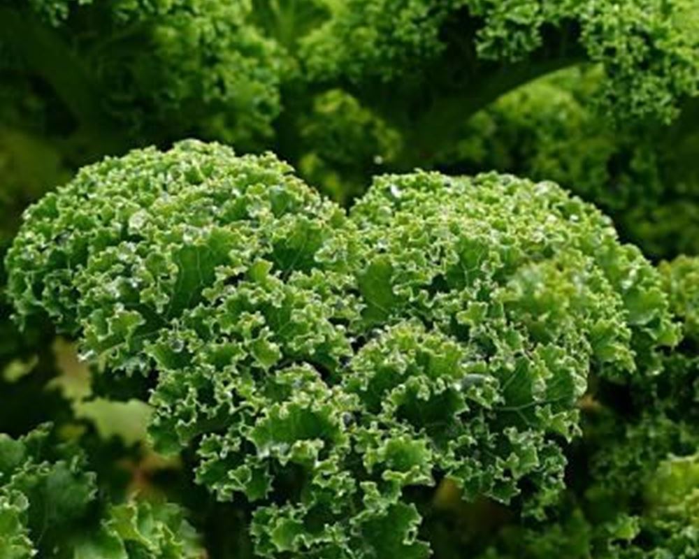 Organic Green Kale 225g