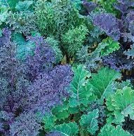 Organic Mixed Kale 225g