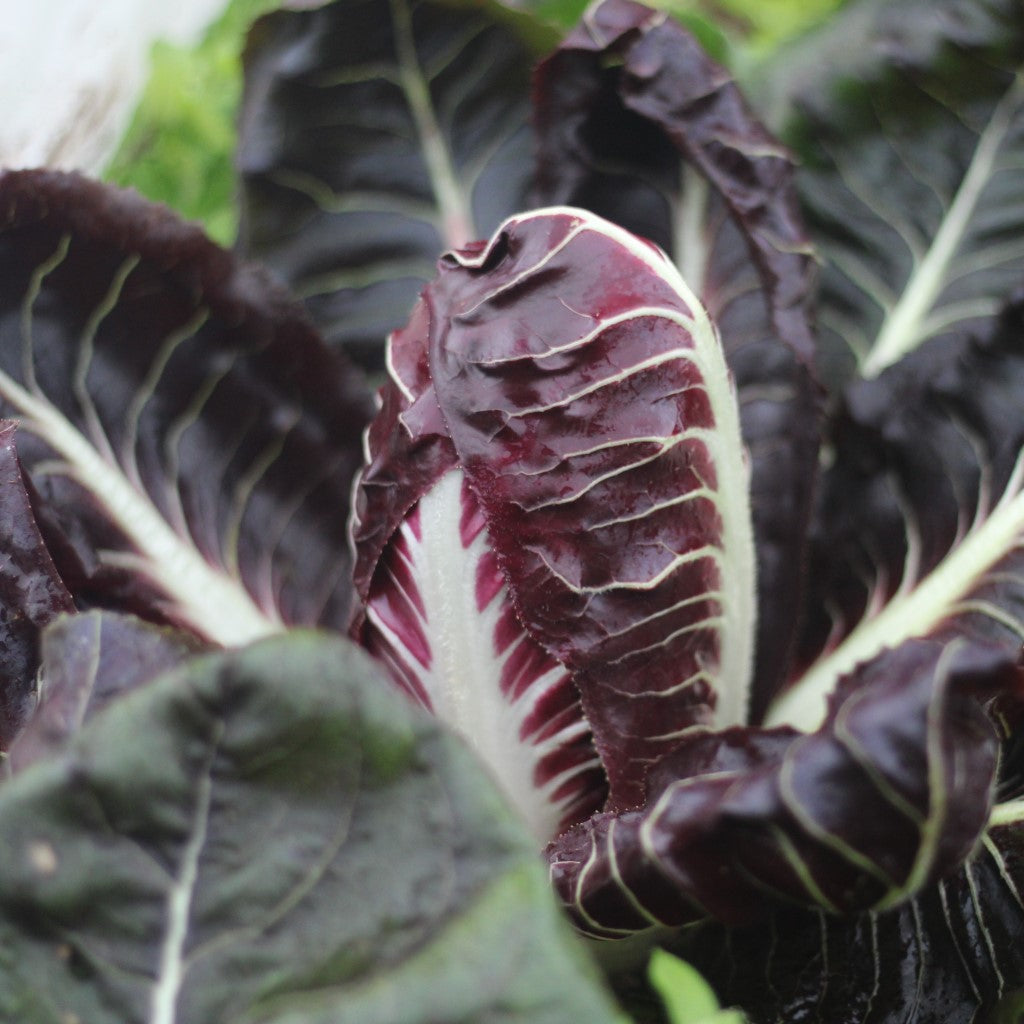 Organic Radicchio 1x